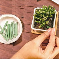 Plant Grow Fertilizer Sticks For Plants - 25 Stick Pack of 3